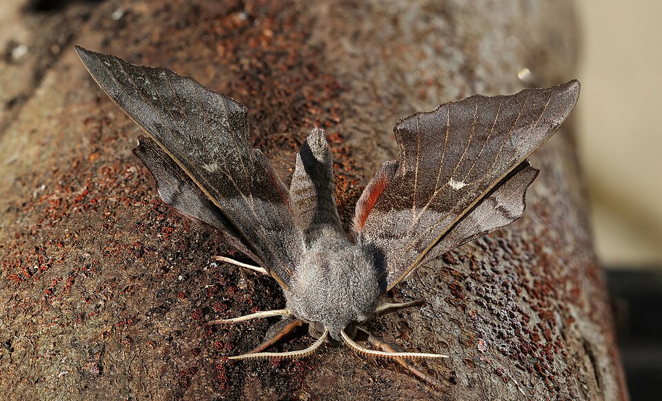 File:Poplar hawk-moth (Laothoe populi populi) male.jpg